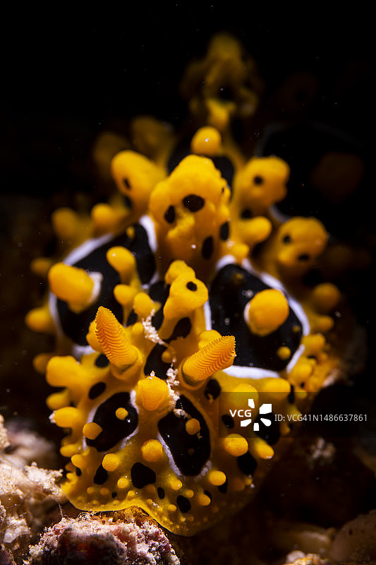 彩色海蛞蝓图片素材