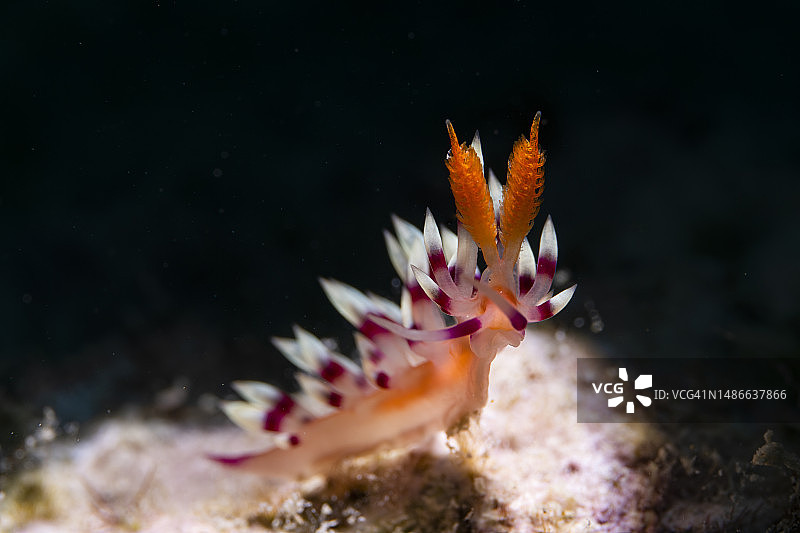 彩色海蛞蝓图片素材