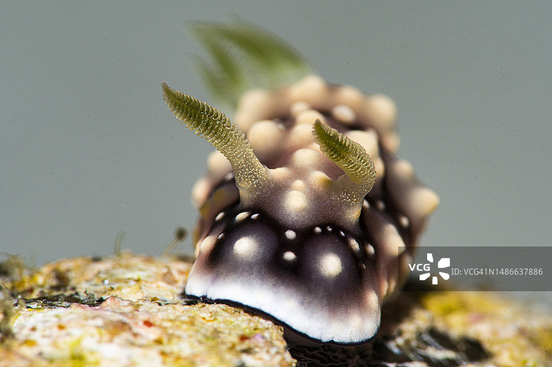 几何多彩海牛裸鳃亚目图片素材