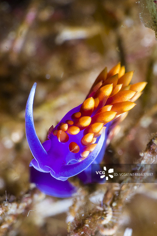 彩色海蛞蝓图片素材