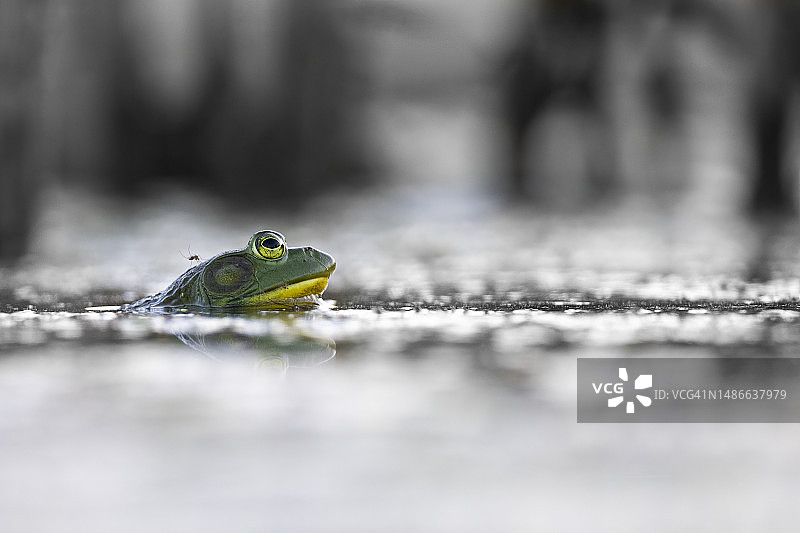 水中的牛蛙，头上停着一只蚊子图片素材