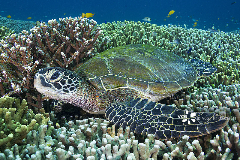 珊瑚床中的绿海龟图片素材