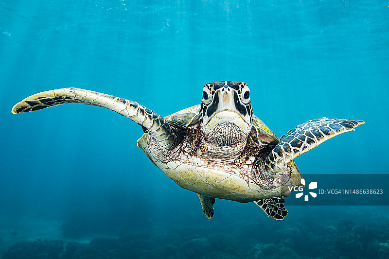 珊瑚床中的绿海龟图片素材