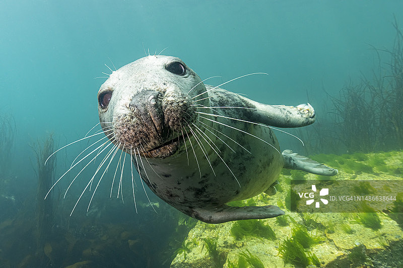 大西洋灰海豹图片素材