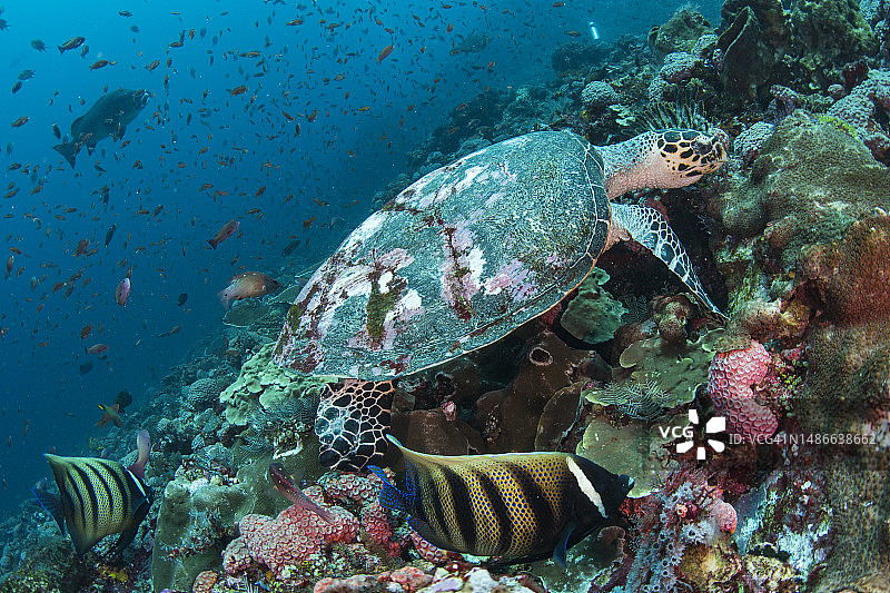 正在吞食珊瑚的玳瑁海龟图片素材