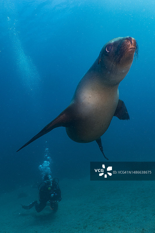 海狮与潜水员图片素材