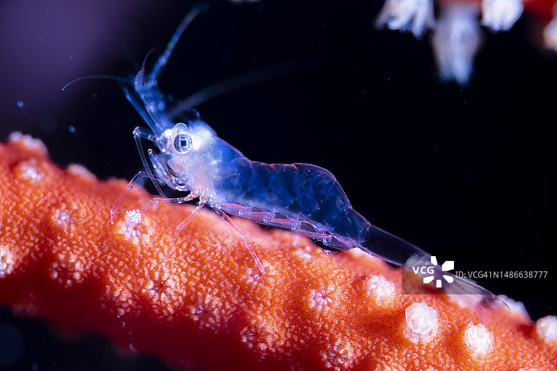 珊瑚上的雀尾螳螂虾图片素材