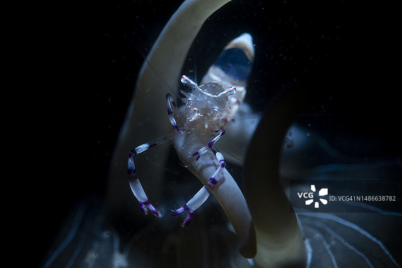 珊瑚上的虾图片素材