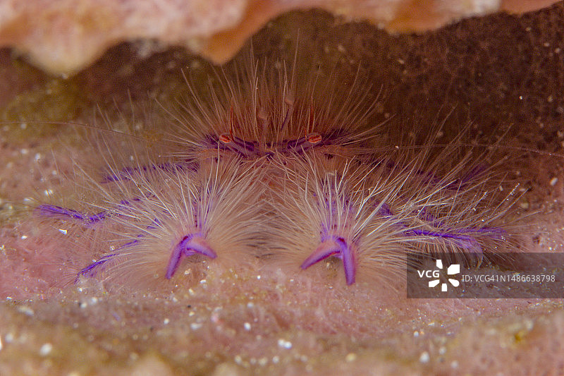 毛茸茸的蹲龙虾图片素材