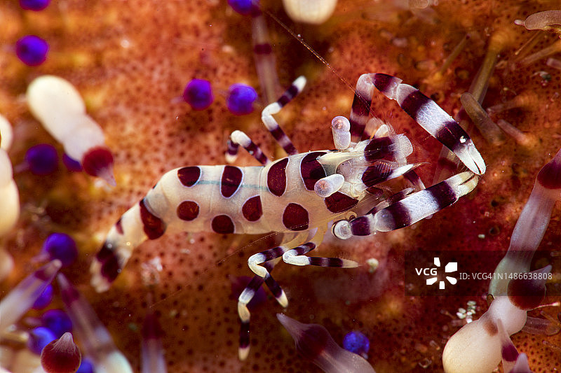 科尔曼虾图片素材