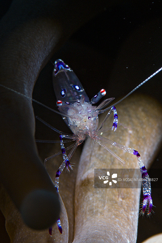 孔雀虾图片素材