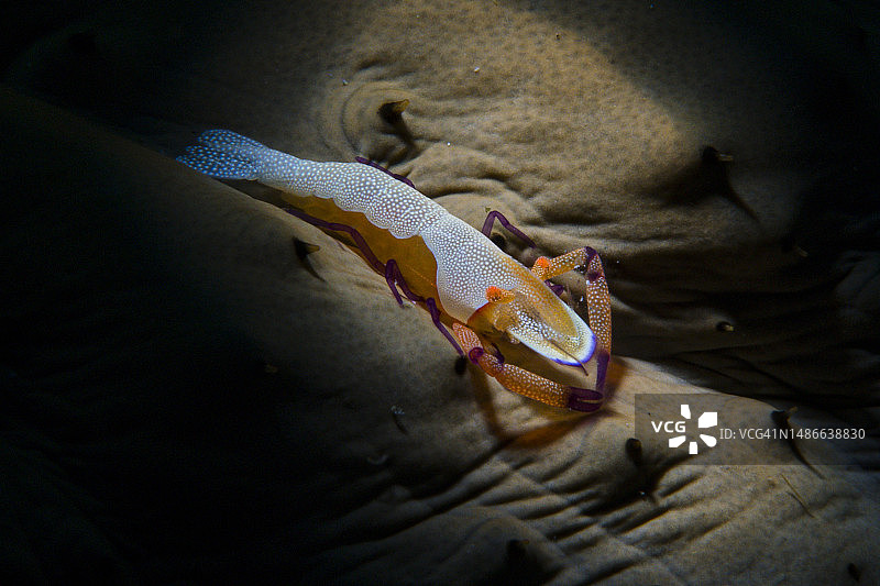 皇帝虾图片素材