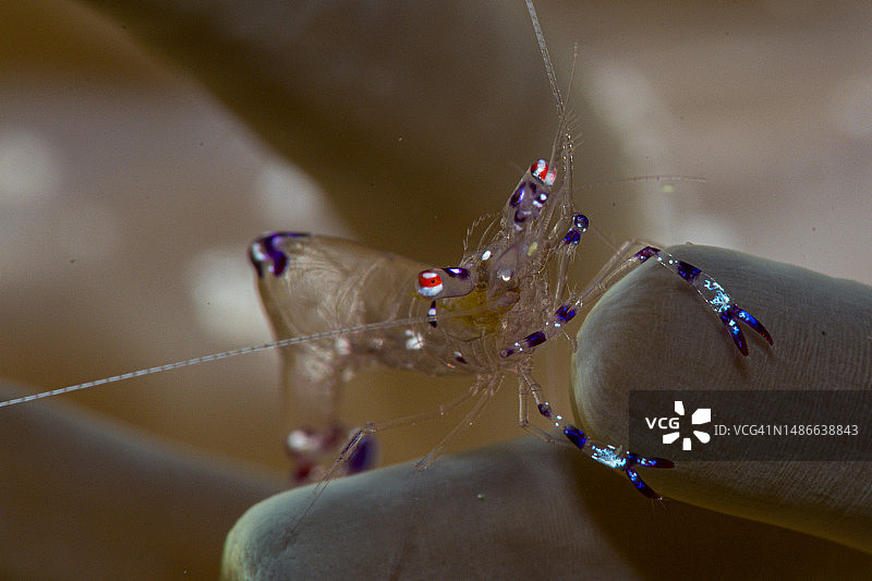 孔雀虾图片素材