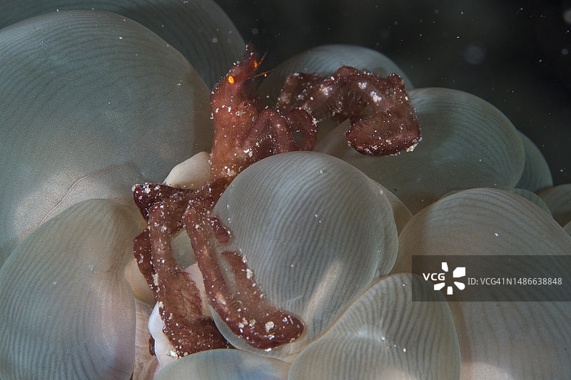 猩猩蟹图片素材