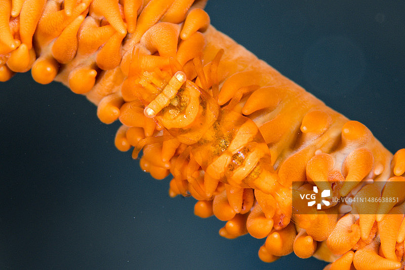 丝珊瑚虾图片素材