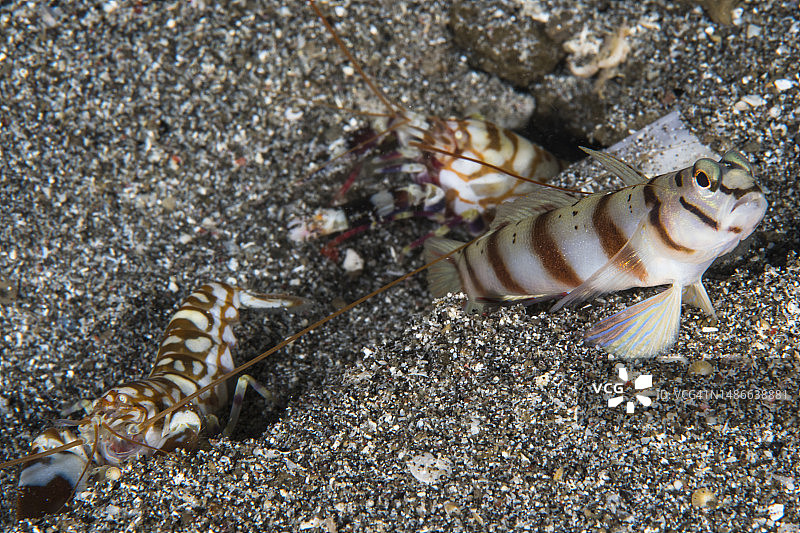 虾和鮈鱼图片素材