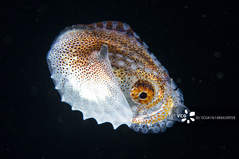 纸鹦鹉螺图片素材