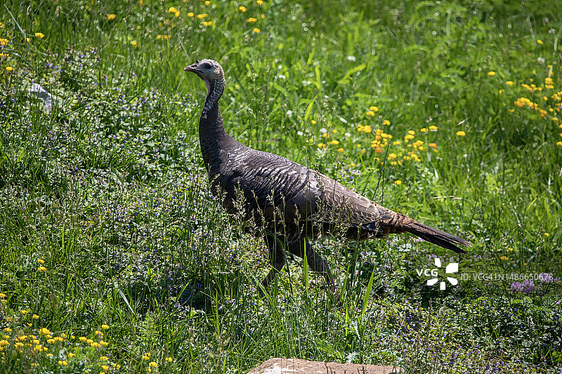 美洲野生火鸡图片素材