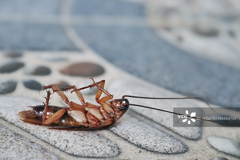 倒在地板上的蟑螂图片素材