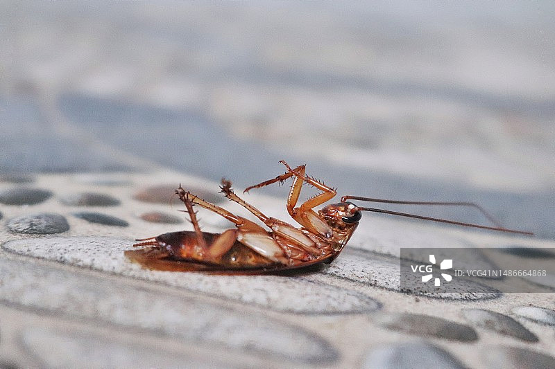 灰色地板上仰面朝天的蟑螂图片素材