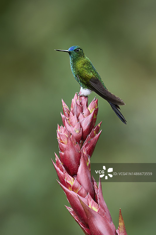 蓝宝石辉袖蜂鸟图片素材