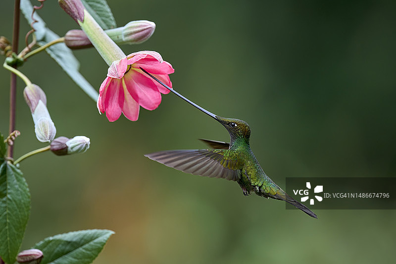 剑嘴蜂鸟图片素材