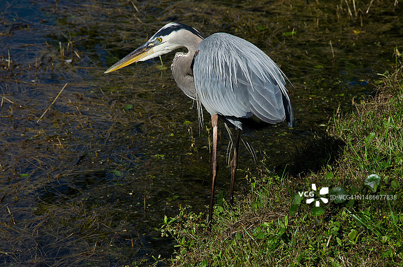 准备突袭的苍鹭图片素材