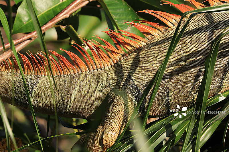 鬣蜥背部从头部到尾部的橙色背冠图片素材