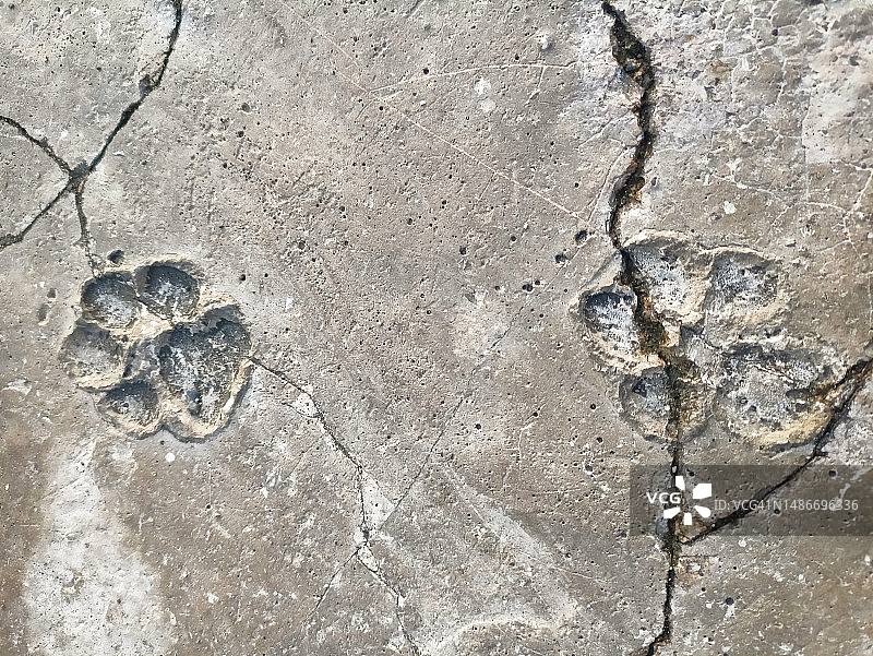 动物脚印图片素材