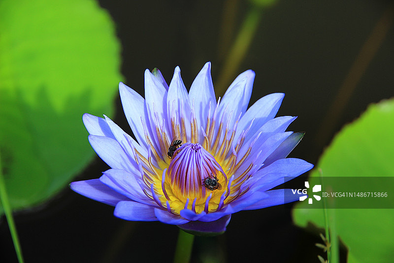 花园中自然生长的紫色莲花图片素材