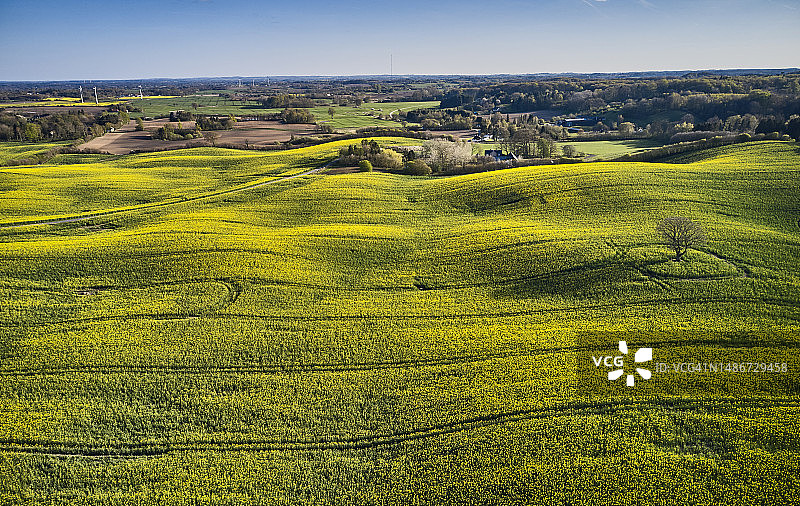 无人机视角下的盛开油菜籽田图片素材