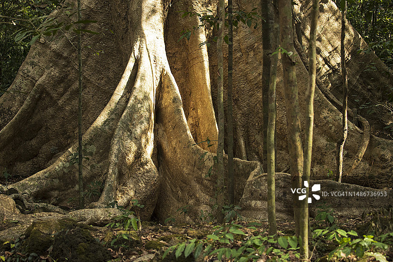 古老的油桐树图片素材