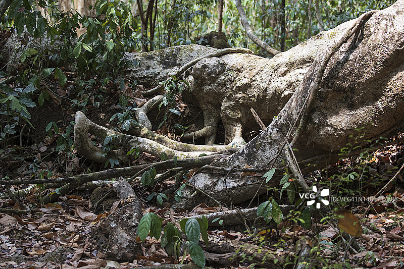 热带雨林中倒下的树木图片素材