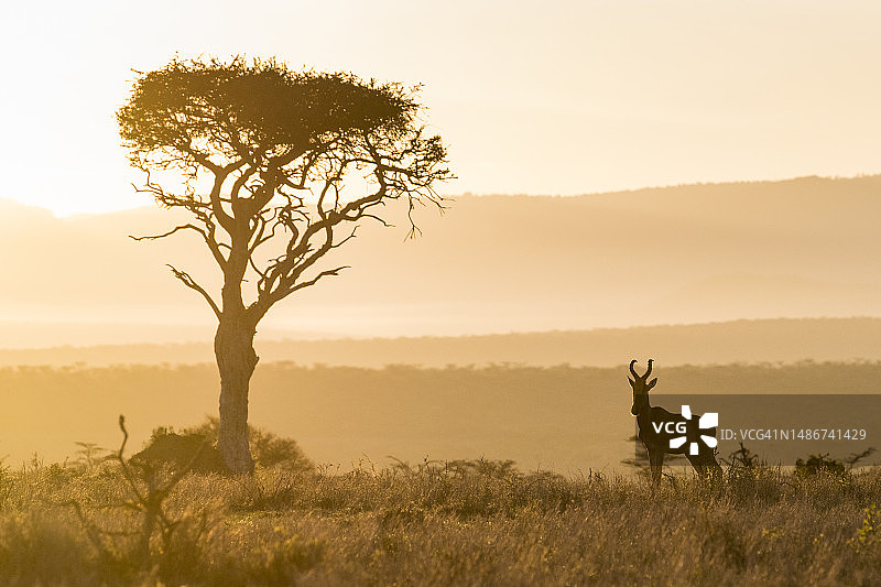 黎明时的狷羚和波西亚树图片素材