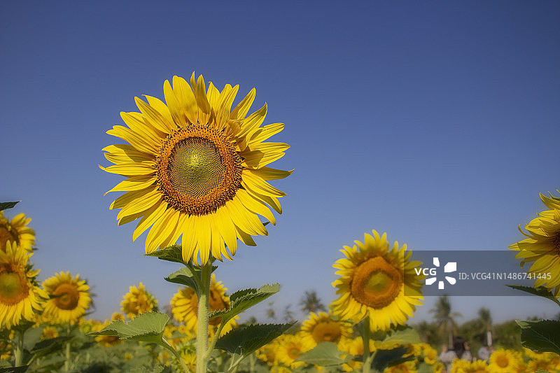 蓝天背景下的向日葵图片素材