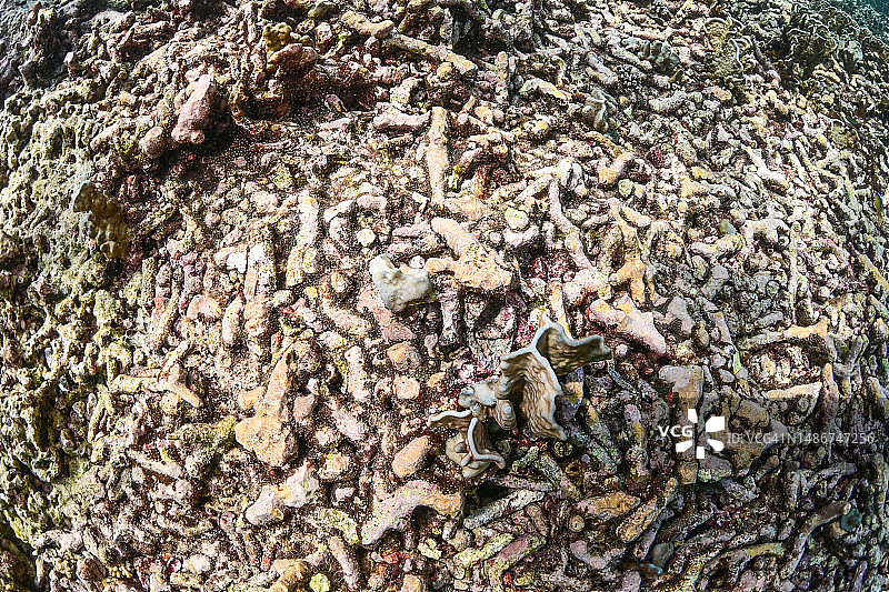 海底的死珊瑚图片素材