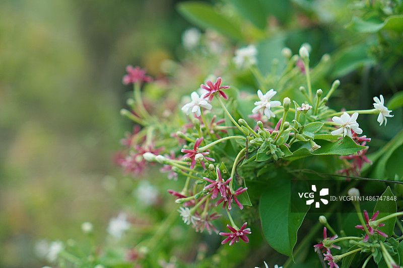 使君子花：花园中盛开的红粉白色花朵图片素材