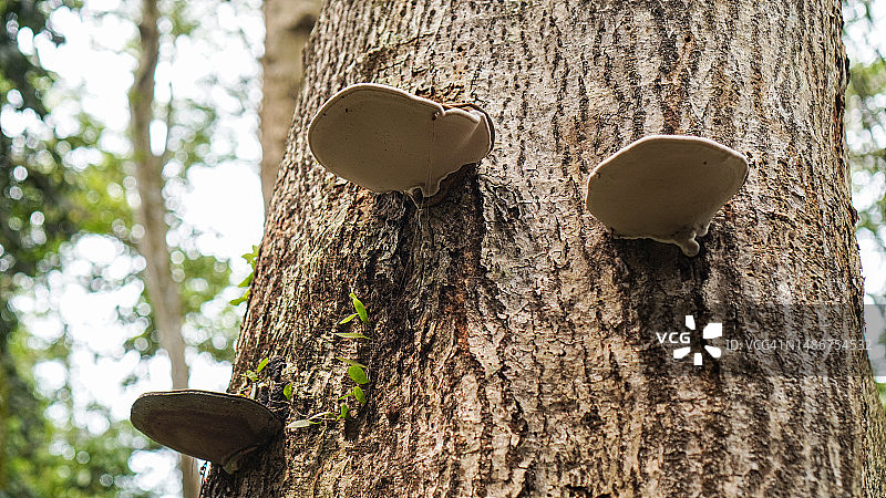 生长在苔藓树干上的棕色土耳其尾蘑菇图片素材