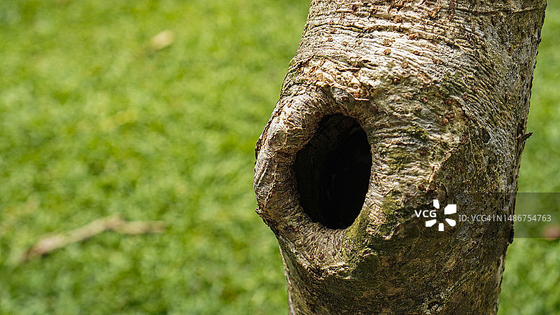 树上的洞图片素材