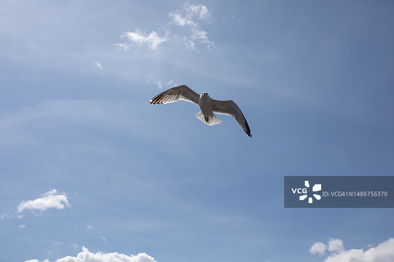 都柏林上空的海鸥图片素材