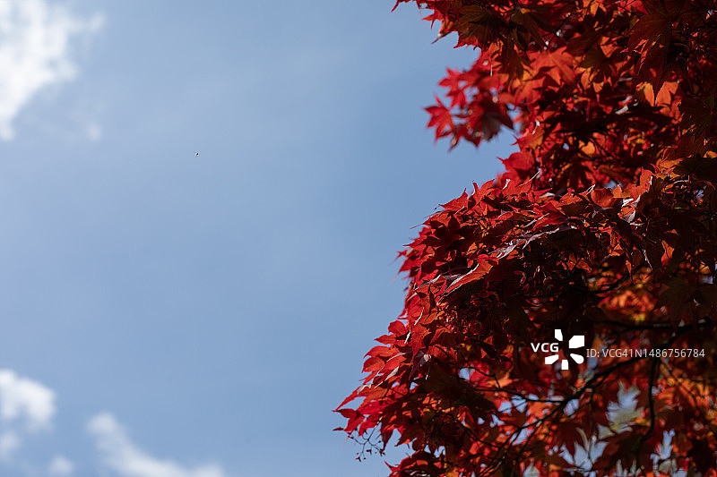 都柏林红色自然风光摄影图片素材