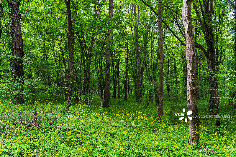 翠绿的春季森林景观图片素材