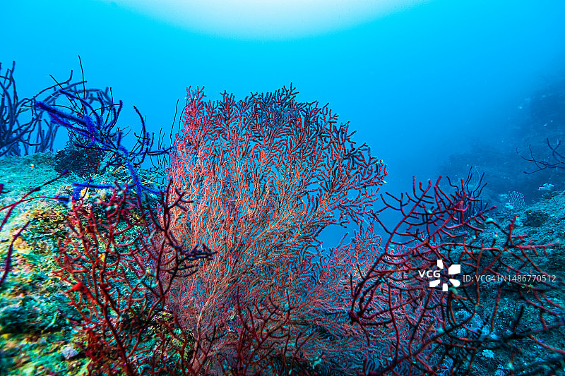 岩礁上的大型海扇图片素材