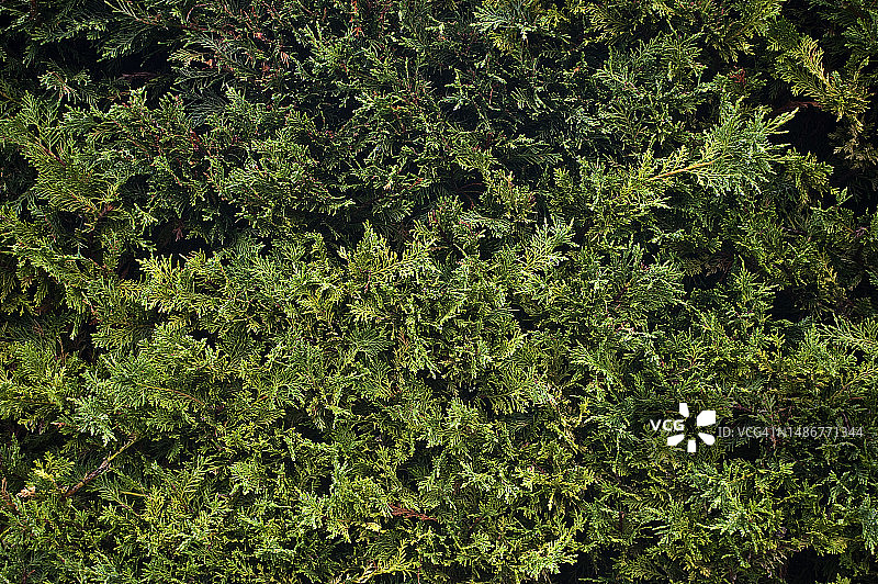 柏树树篱图片素材