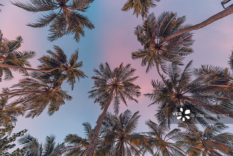 静谧日落天空下的棕榈树：热带风情剪影图片素材