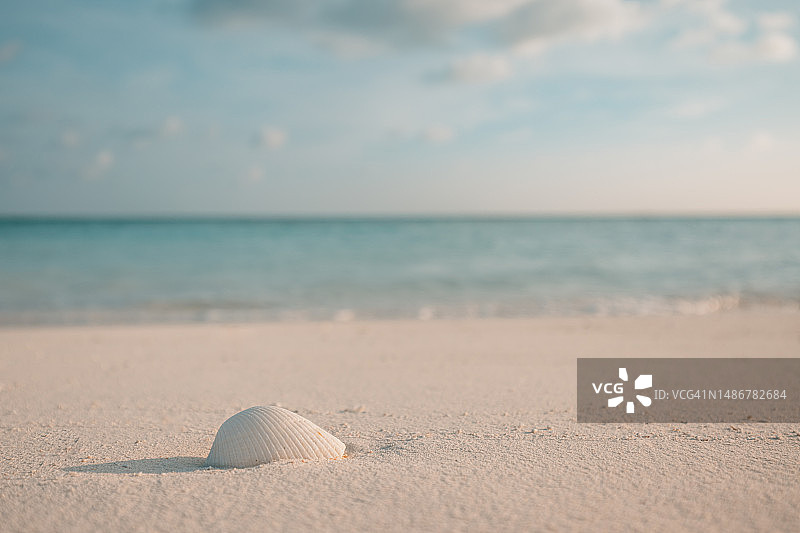 沙滩上贝壳的特写：宁静祥和的风景，自然风光，柔和的阳光图片素材