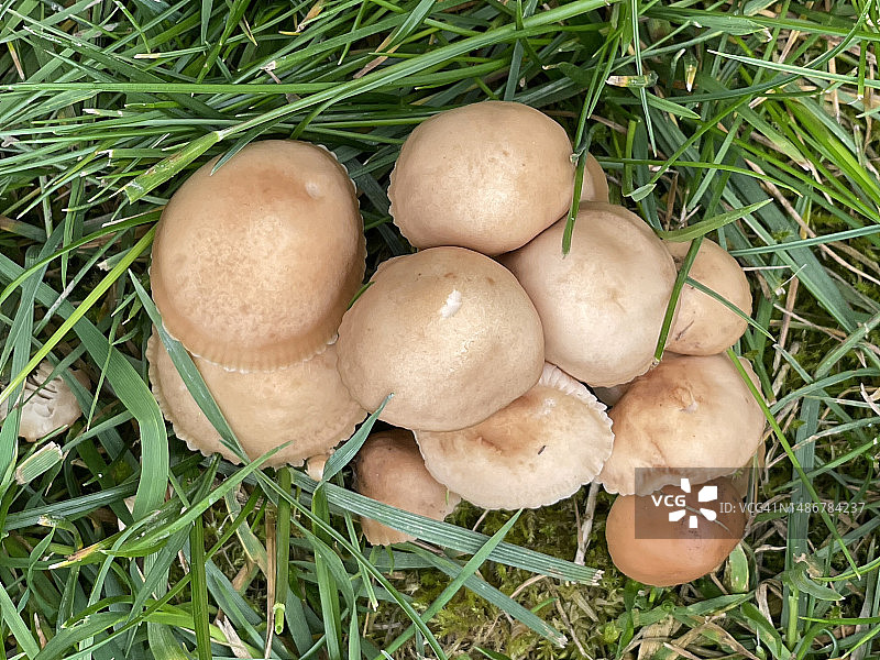 近距离观察草地上生长的伞菌科真菌图片素材