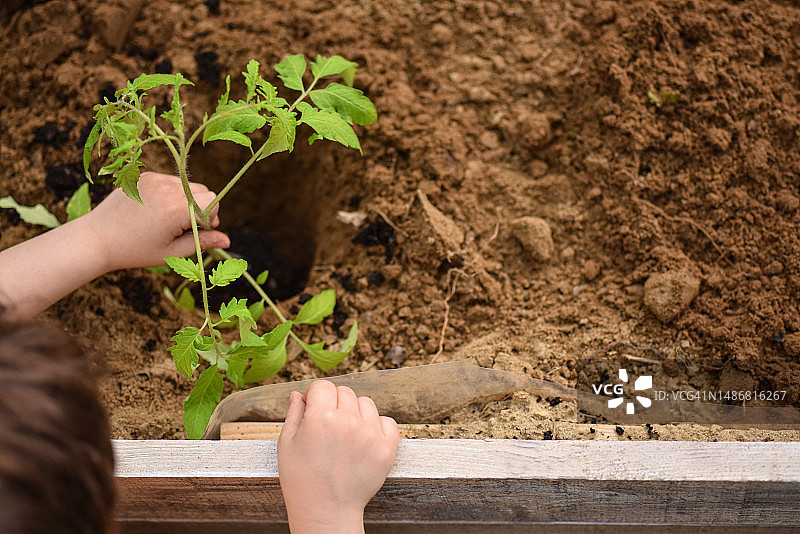 在 raised bed 花园里种植幼苗的儿童的俯视照片图片素材