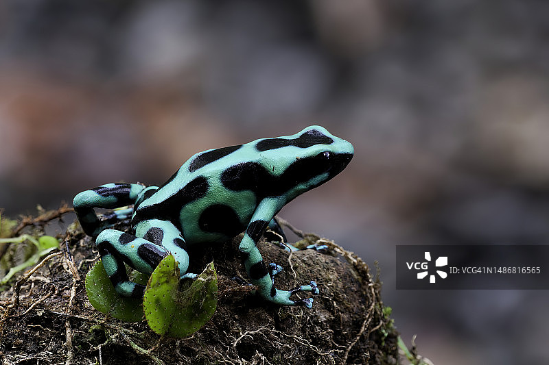 萨拉皮基哥斯达黎加雨林中的毒箭蛙图片素材