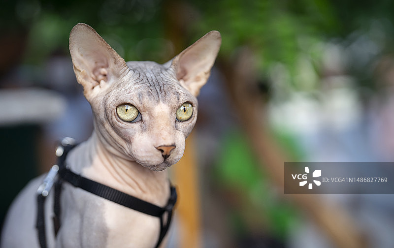 斯芬克斯无毛猫的肖像图片素材